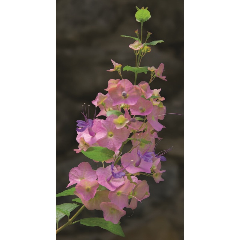 Purple Chinese Hat Plant (Holmskioidia tettensis)