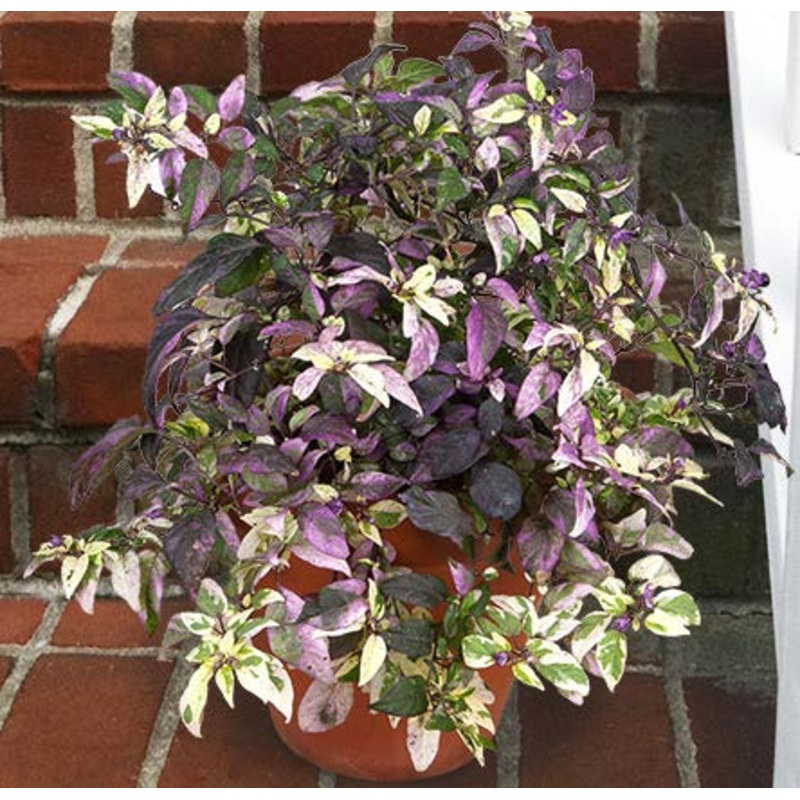 Purple Flash Ornamental Pepper (Capsicum Purple Flash)
