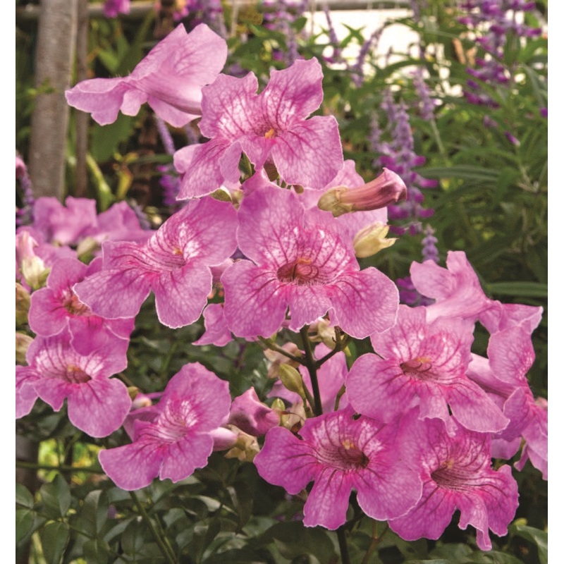 Queen of Sheba Vine (Podranea brycei)