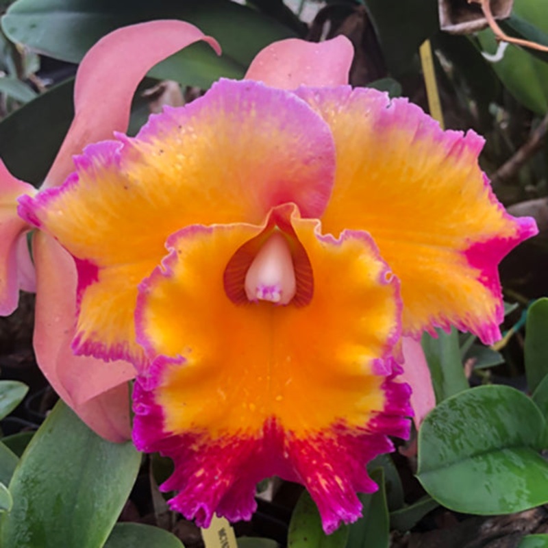 Rlc. Orchid Dick Smith Paradise (Rhyncholaeliocattleya hybrid)