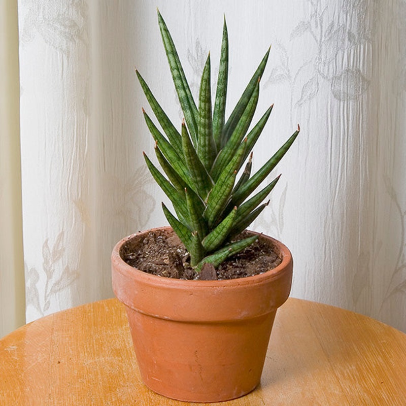Sansevieria Francissi Spiky (Sansevieria hybrid)