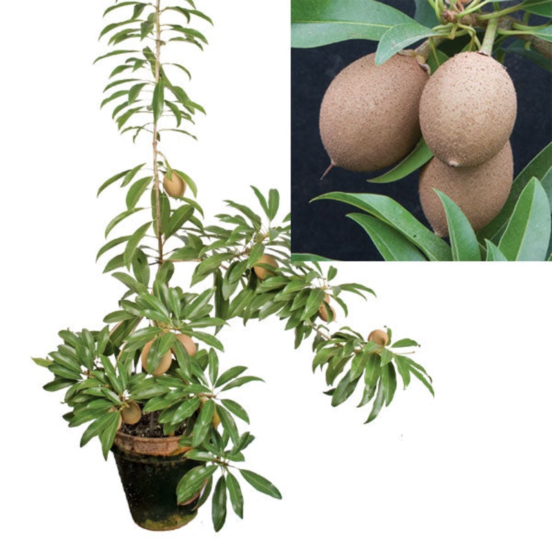 Sapodilla Silas Woods (Manilkara zapota)