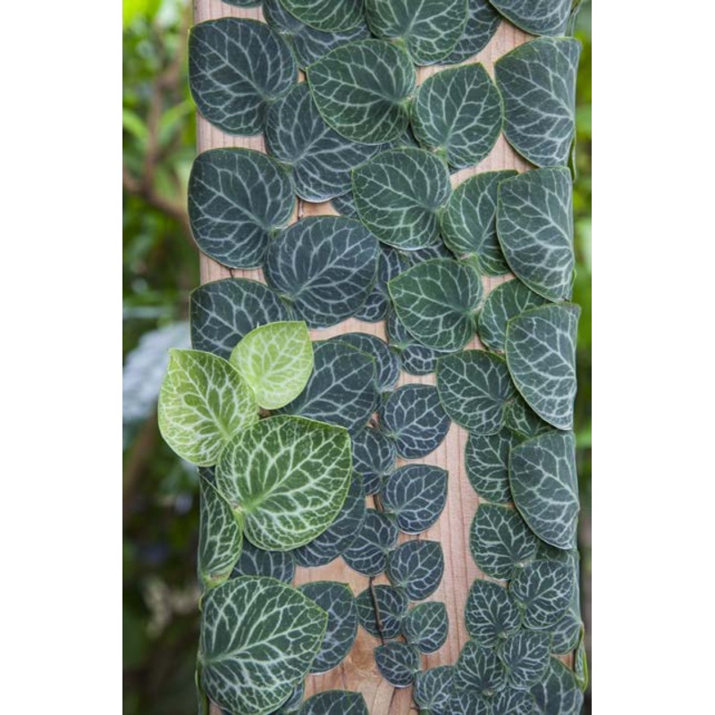 Shingle Plant (Rhaphidophora cryptantha)