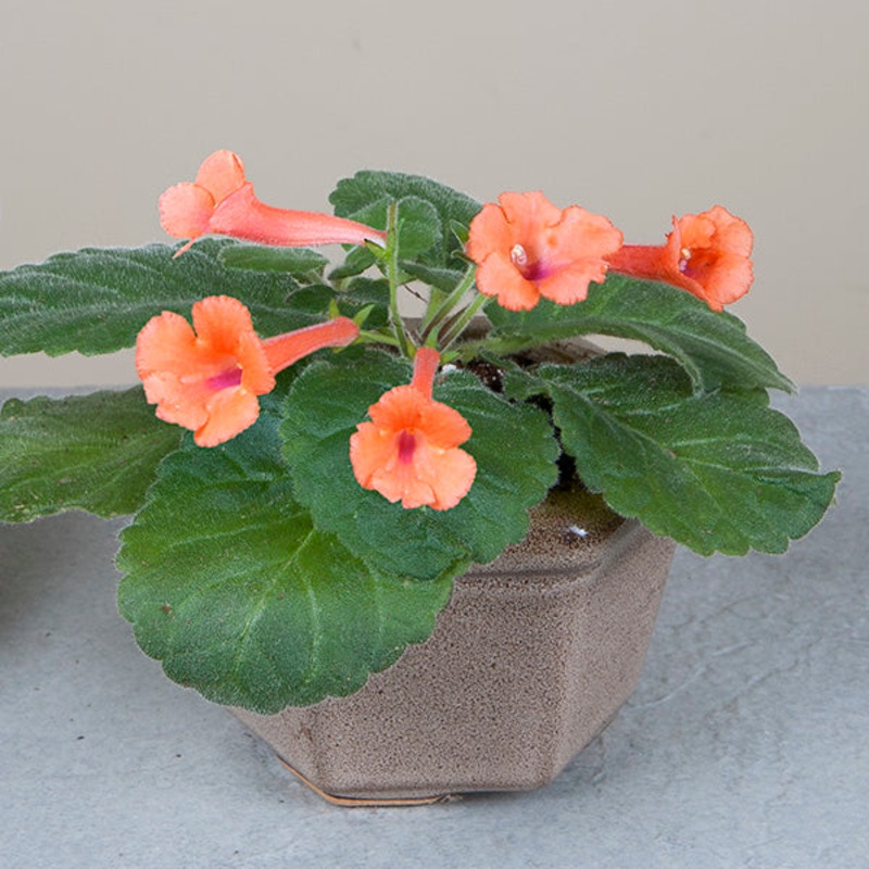 Sinningia High Voltage (Sinningia hybrid)