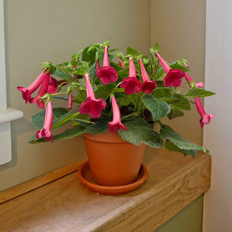 Sinningia Prudence Risley (Sinningia hybrid)