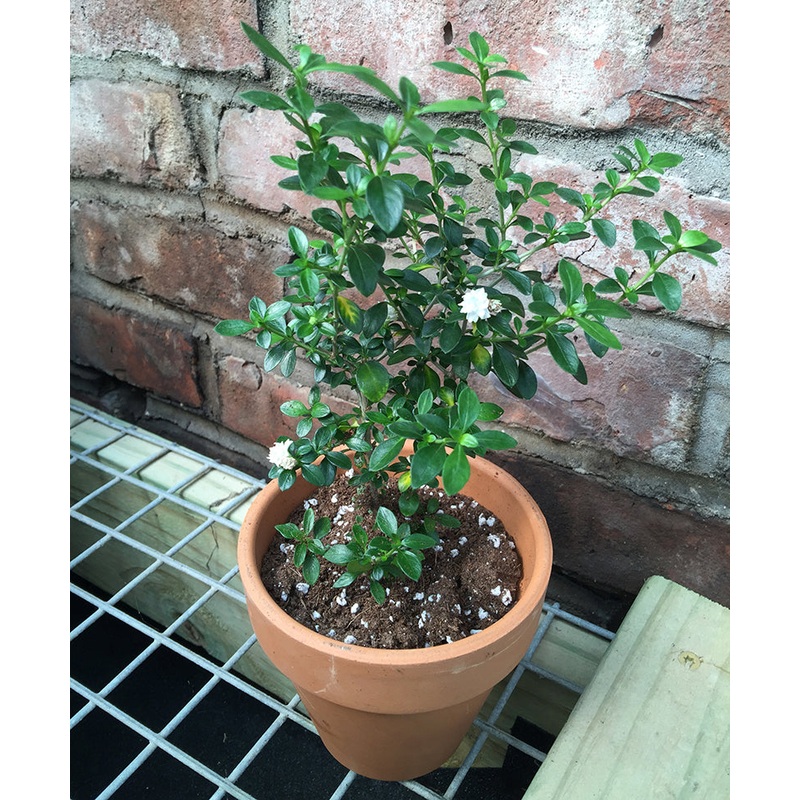 Snow Rose (Serissa foetida ‘Florepleno’)
