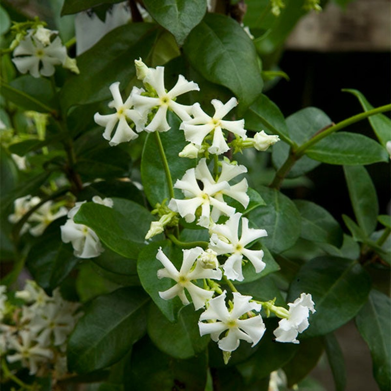 Star Jasmine Madison (Trachelospermum jasminoides hybrid)