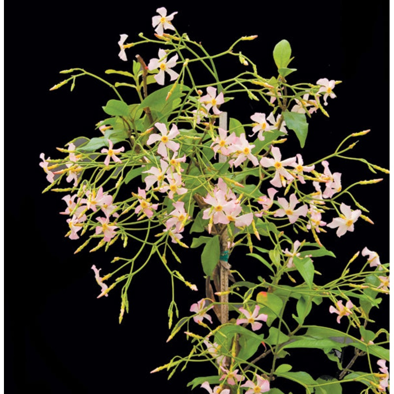 Star Jasmine Pink Showers (Trachelospermum jasminoides)