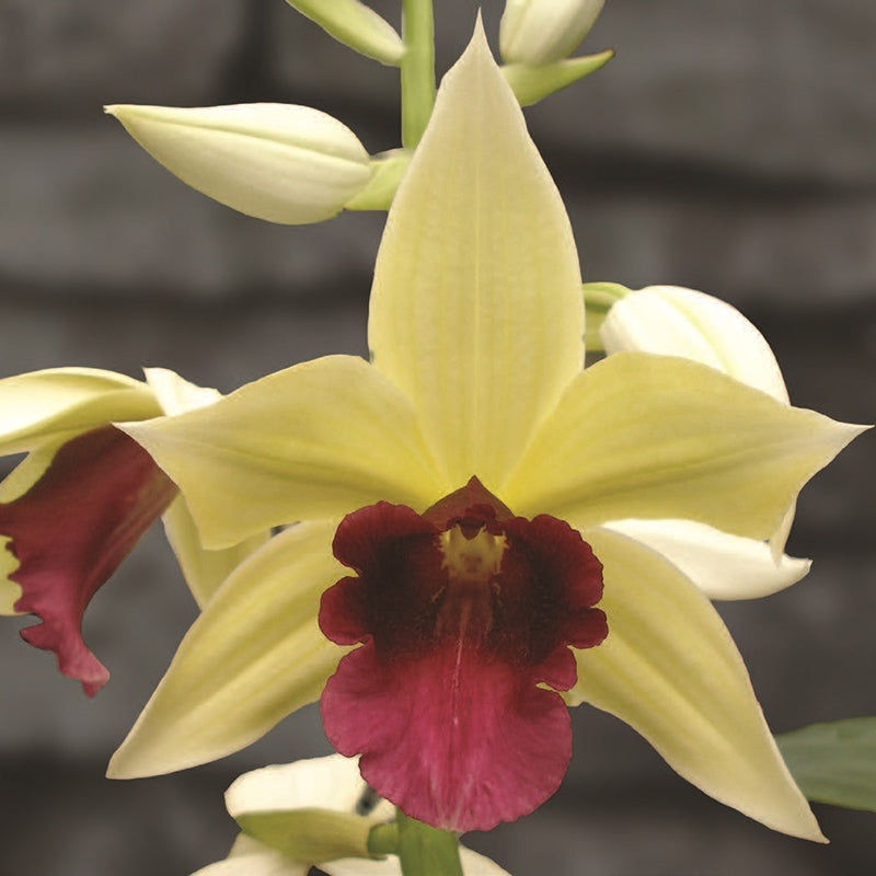 Terrestrial Orchid Georges Gold (Phaius microburst)