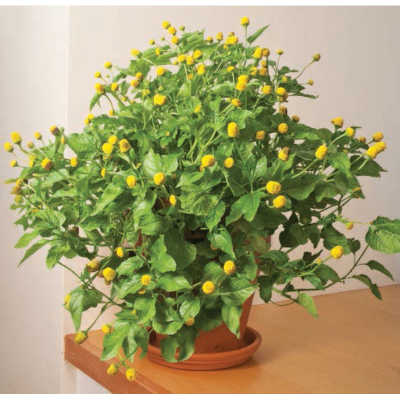 Toothache Plant (Acmella oleracea)