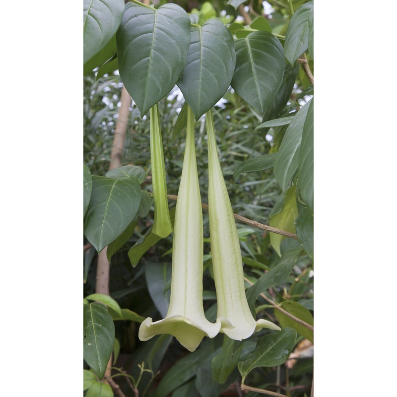 Tree Lily (Portlandia domingensis syn. Cubanola domingensis)