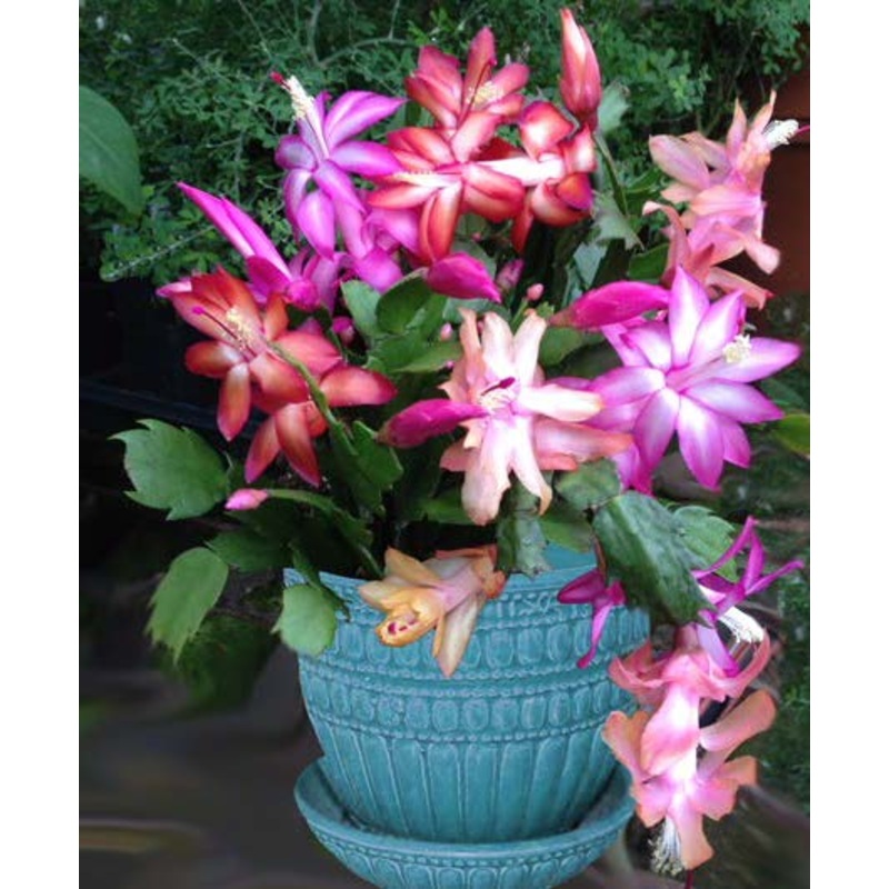 Trio of Holiday Cactus (Schlumbergera hybrids)