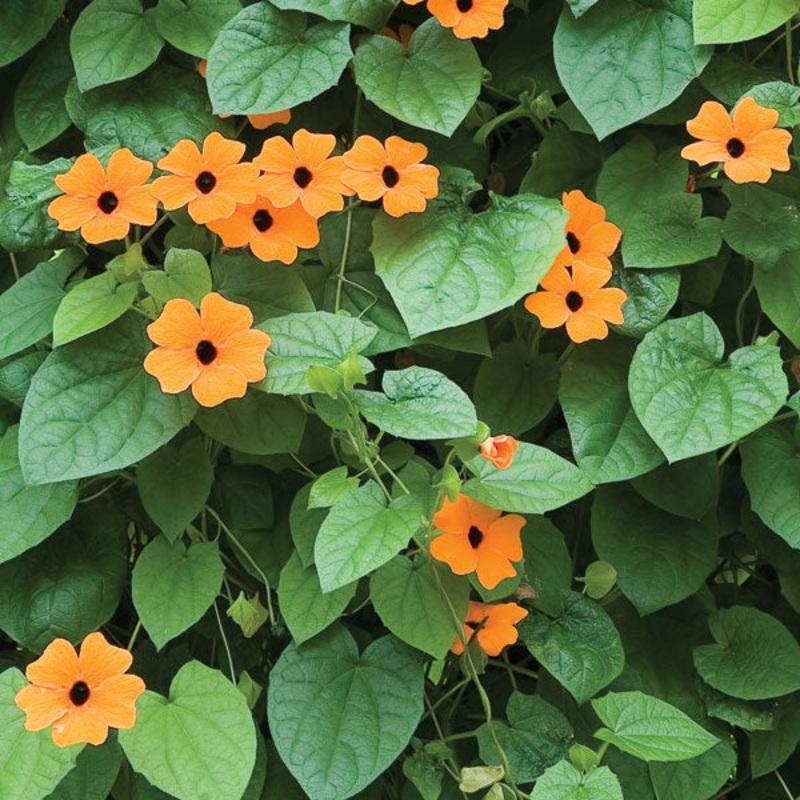 Trumpet Vine Red-Orange (Thunbergia hybrid)