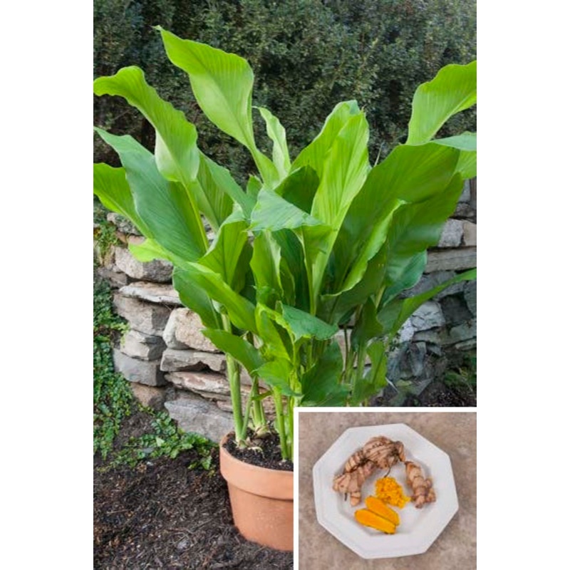 Turmeric Plant (Curcuma longa)