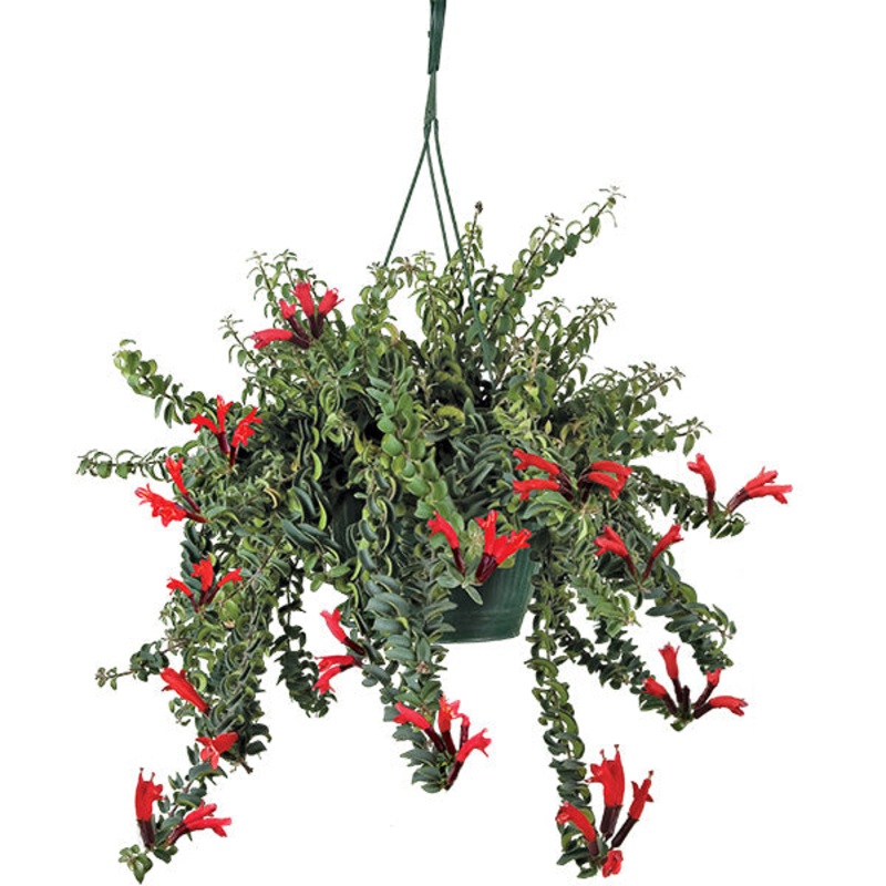 Twisted Lipstick Plant (Aeschynanthus ‘Rasta’)