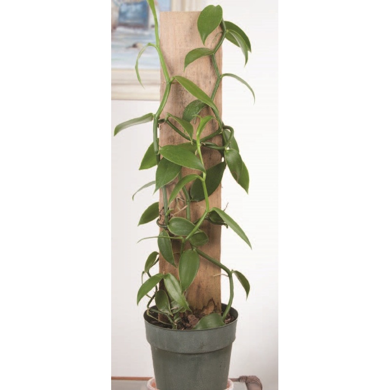 Vanilla on Wooden Totem (Vanilla planifolia)