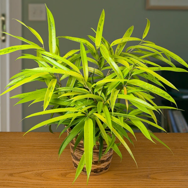 Variegated Saber Ficus (Ficus maclellandii Alii Variegated)