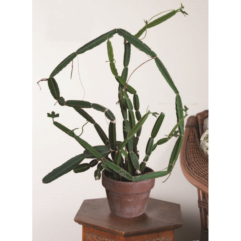 Veldt Grape (Cissus quadrangularis)