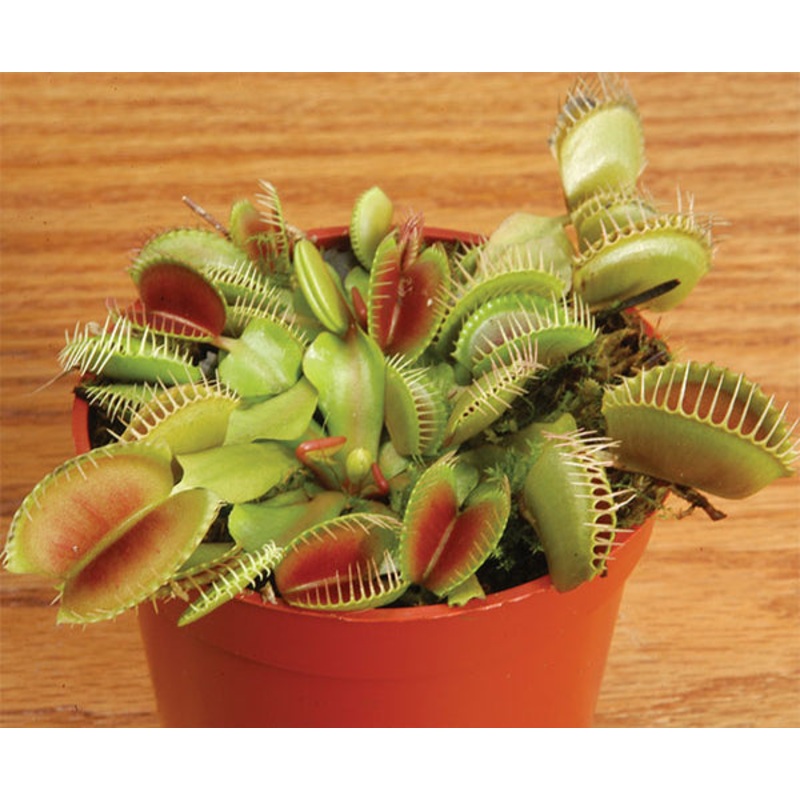 Venus Fly Trap Plant (Dionaea muscipula)