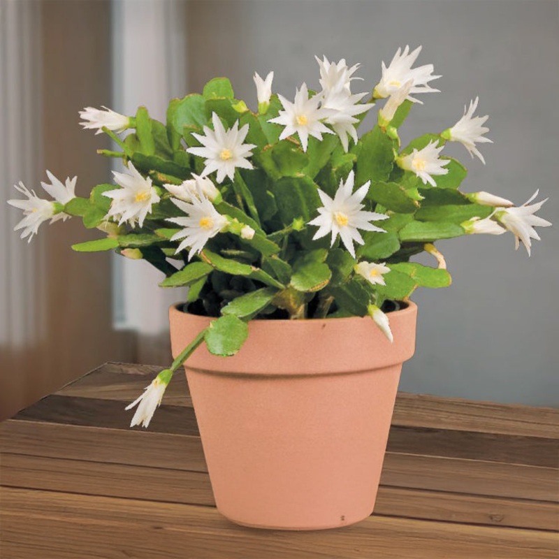 White Easter Cactus Sirius PP (Rhipsalidopsis hybrid)