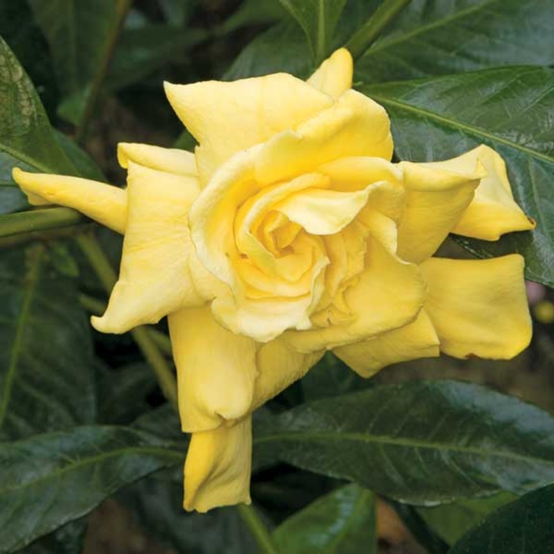 Yellow Gardenia (Gardenia jasminoides Aurea)
