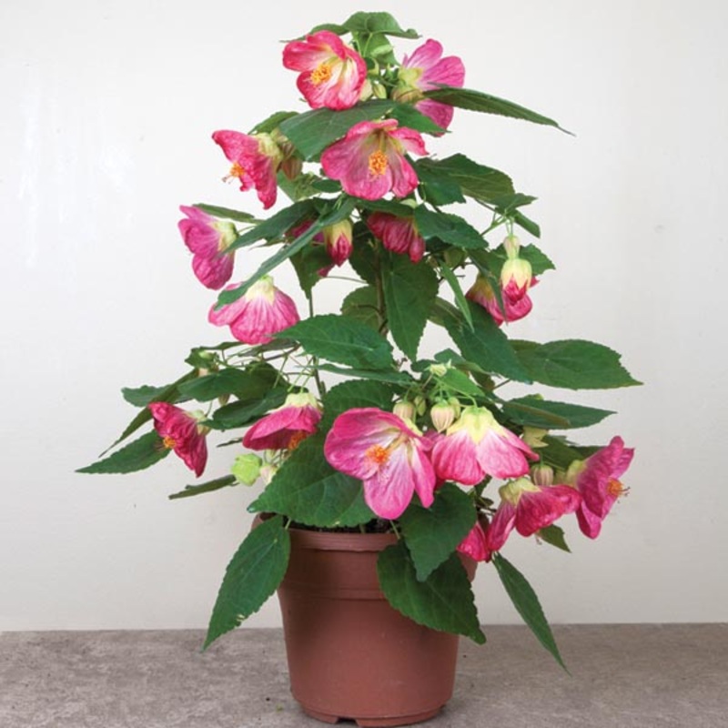 Abutilon Blushing Belle (Abutilon hybrid)