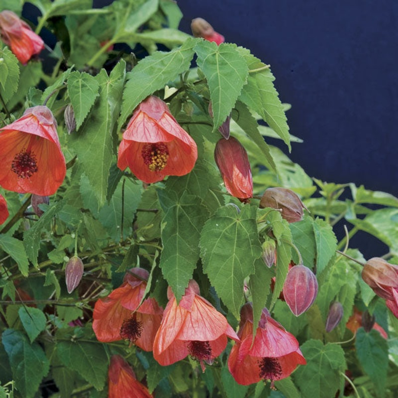Abutilon ‘Firefly’ (Abutilon hybrid)