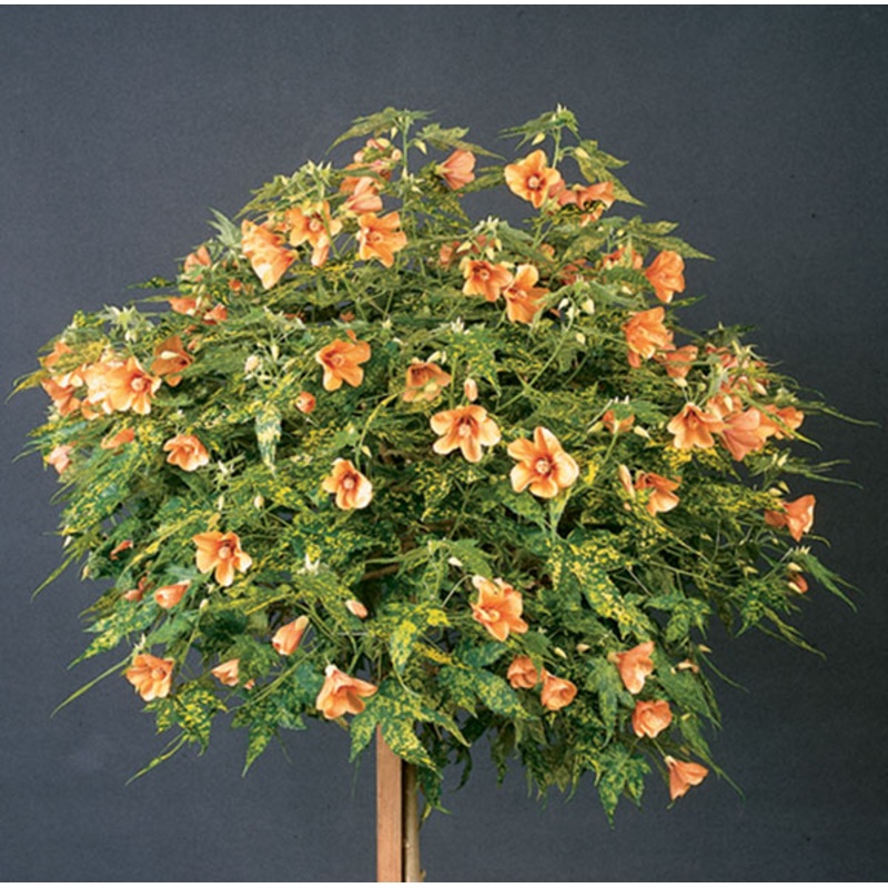 Abutilon ‘Thompsonii’  (Abutilon pictum)