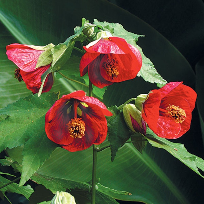 Abutilon ‘Voodoo’ (Abutilon hybrid)