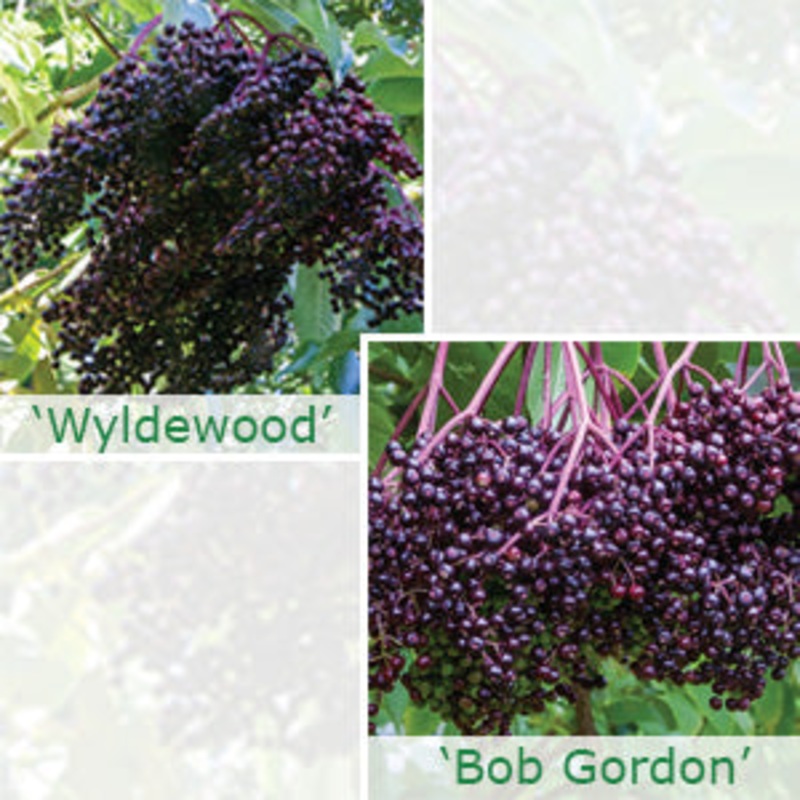 American Elderberry Plant Set ‘Wyldewood’ & ‘Bob Gordon’