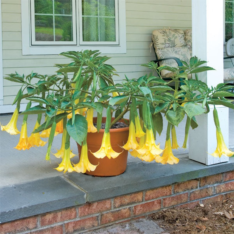 Angels Trumpet Angels Summer Dream PPAF (Brugmansia hybrid)