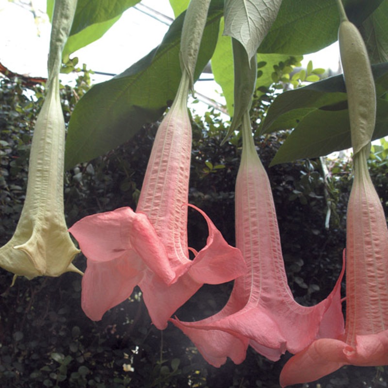 Angels Trumpet Ecuador Pink (Brugmansia hybrid)