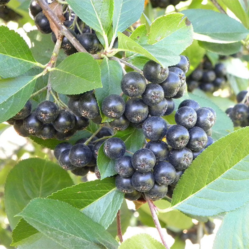 Aronia Berry Bush ‘Viking’ (Aronia melanocarpa)