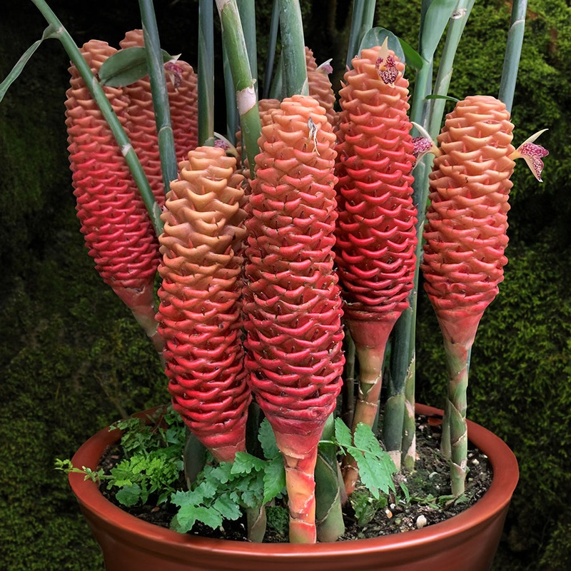 Beehive Ginger (Zingiber spectabile)