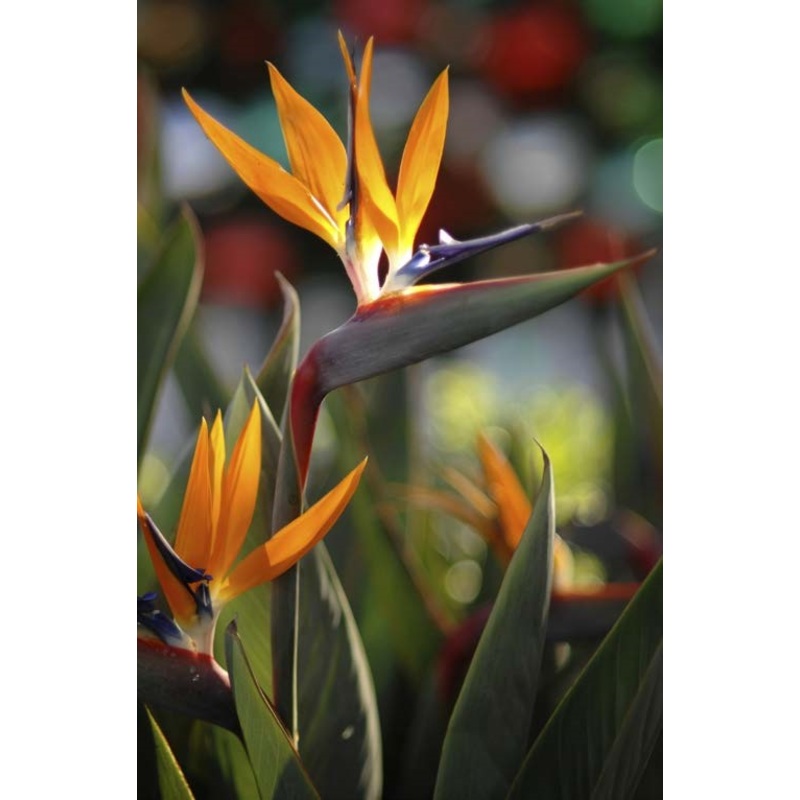 Bird of Paradise (Strelitzia reginae)