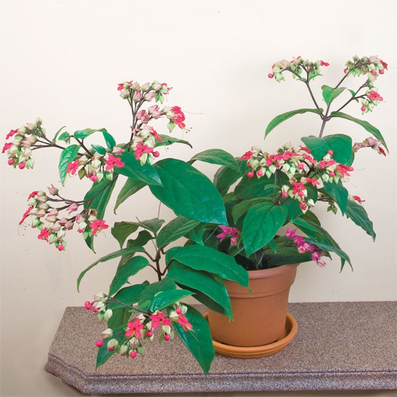 Bleeding Heart Vine (Clerodendrum x speciosum)