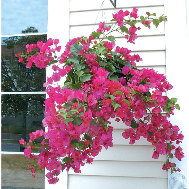 Bougainvillea Barbara Karst (Bougainvillea hybrid)