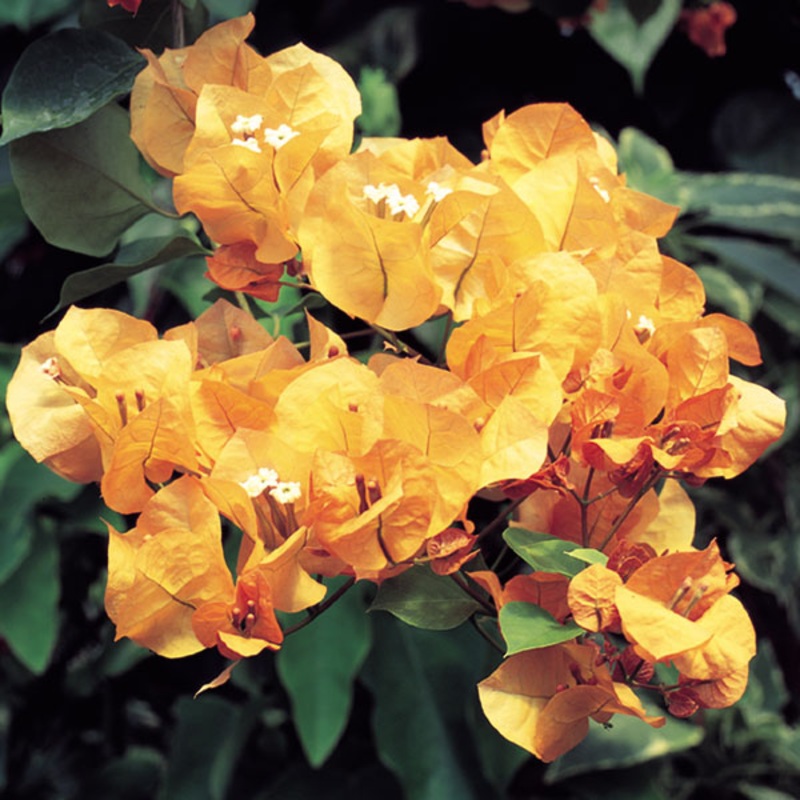 Bougainvillea ‘California Gold’ (Bougainvillea hybrid)