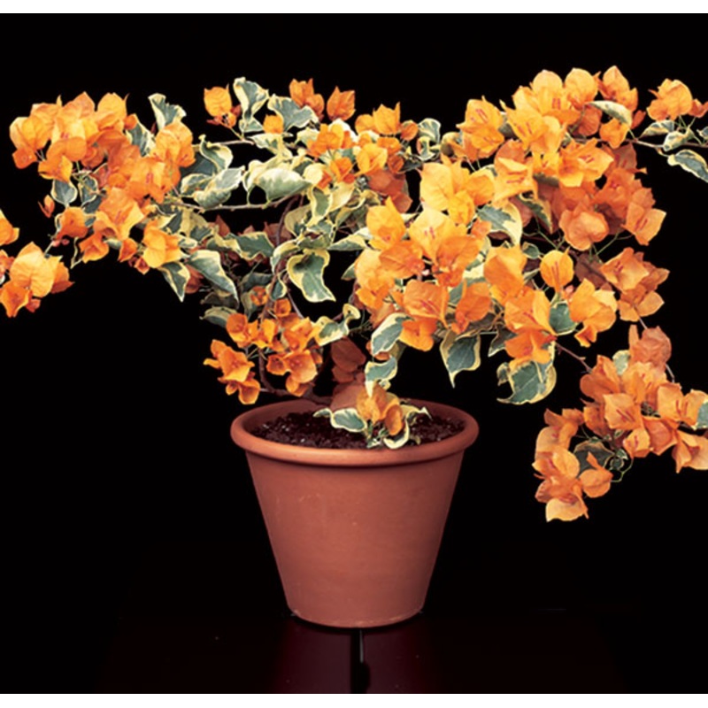 Bougainvillea Delta Dawn (Bougainvillea hybrid)