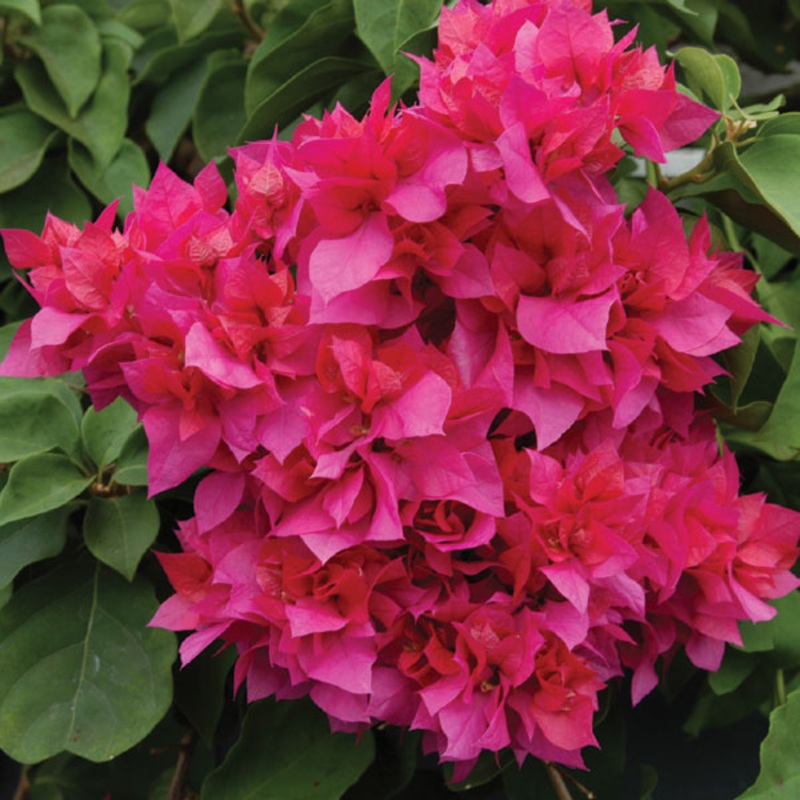 Bougainvillea Double Red (Bougainvillea hybrid)