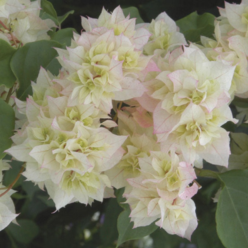 Bougainvillea Double White  (Bougainvillea hybrid)