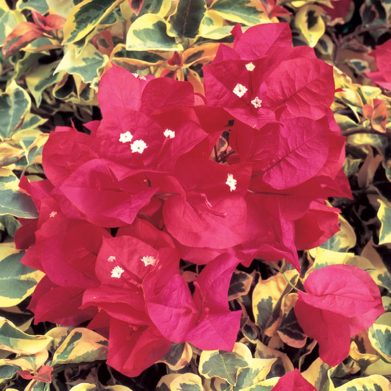 Bougainvillea ‘Raspberry Ice’ (Bougainvillea hybrid)