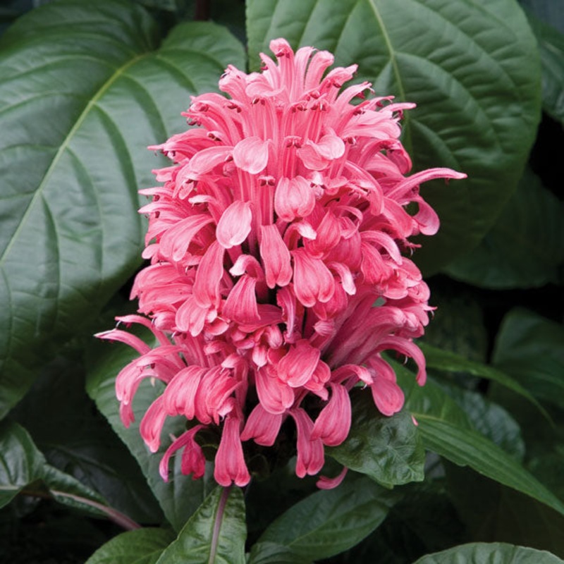 Brazilian Plume Flower Radiant (Justicia carnea)