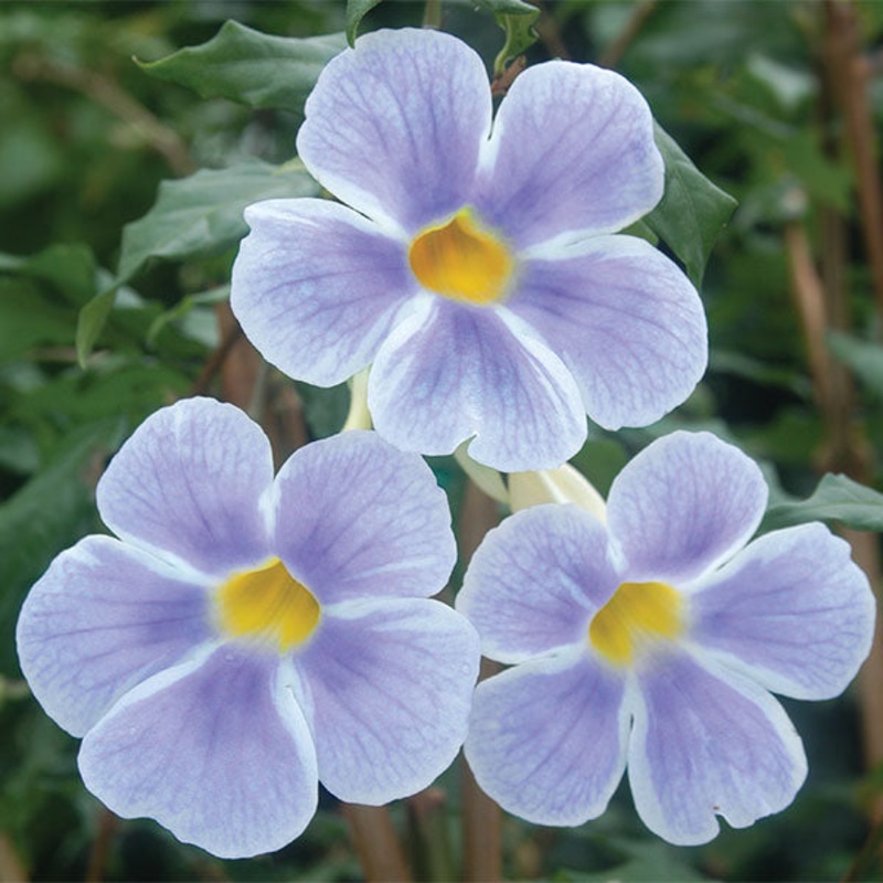Bush Clock Vine Fairy Moon (Thunbergia erecta)