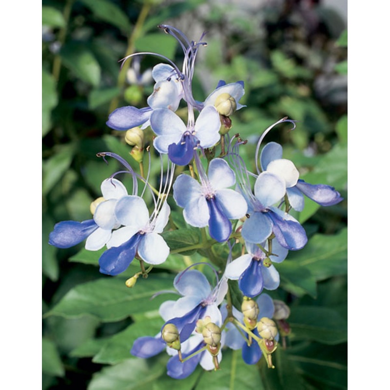 Butterfly Flower (Clerodendrum ugandense)