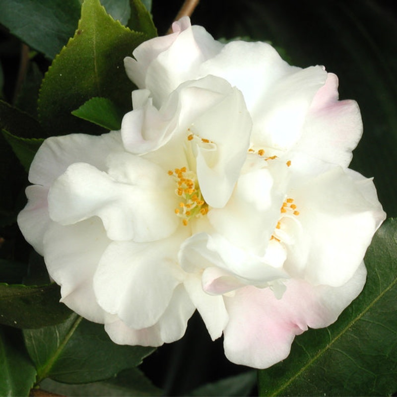 Camellia Scentuous (Camellia lutchuensis hybrid)