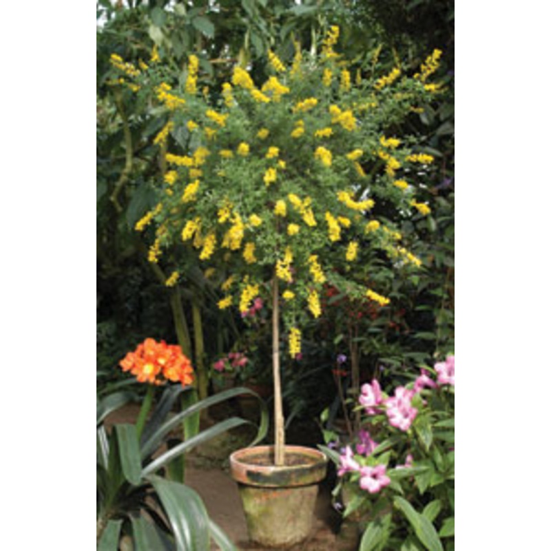 Canary Island Broom (Genista canariensis)