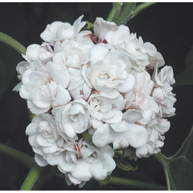 Cashmere Bouquet (Clerodendrum philippinum)
