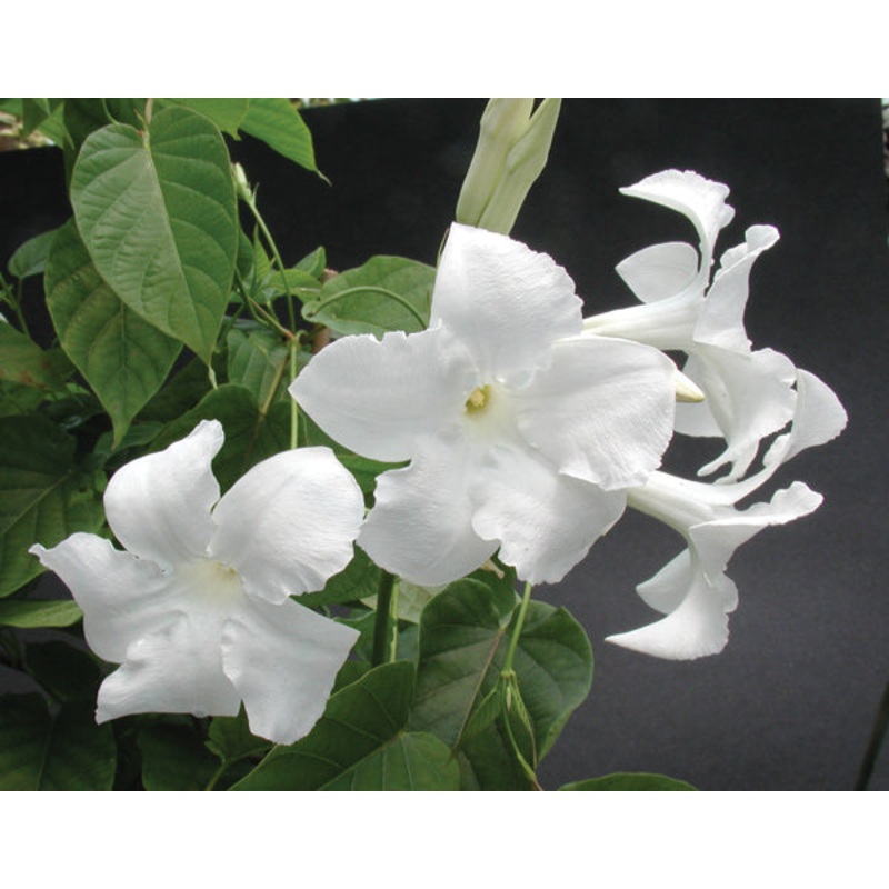 Chilean Jasmine (Mandevilla laxa)
