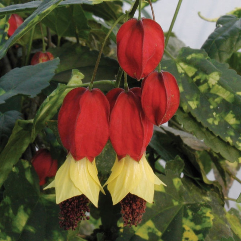 Chinese Lanterns Trailing Abutilon (Abutilon megapotamicum ‘Variegatum’)